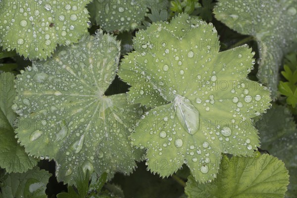 Lady's mantle