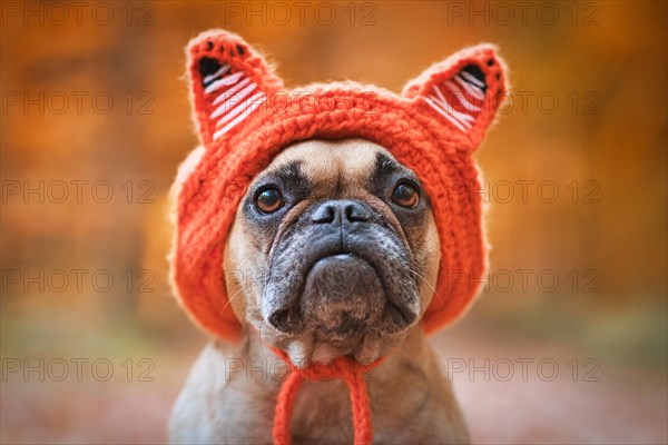 Adorable French Bulldog dog wearing a knitted costume hat with fox ears in front of blurry orange autumn forest backgroun
