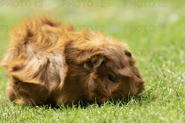 Domestic guinea pig