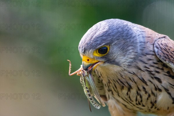 Common kestrel