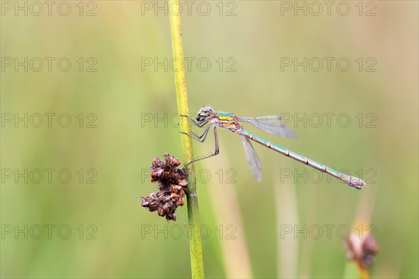 Emerald damselfly