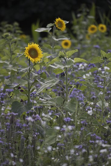 Sunflowers