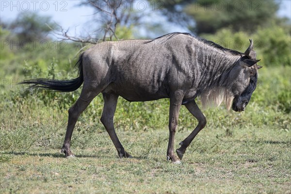 Wildebeest