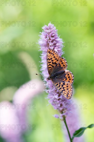 Bog moth