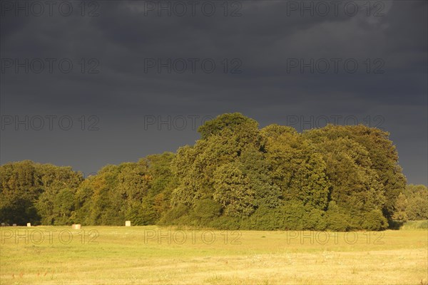 Evening mood in the floodplain forest