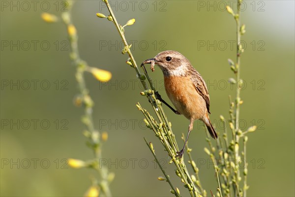 European stonechat