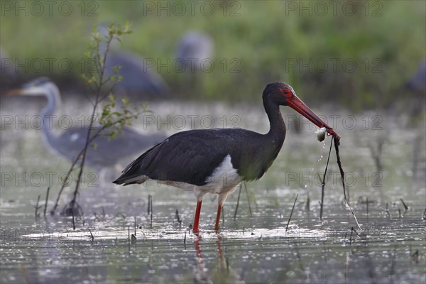 Black stork