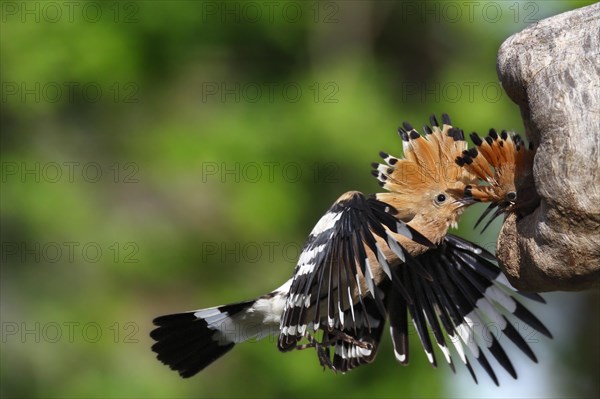 Hoopoe