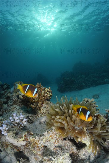 Pair of red sea clownfish