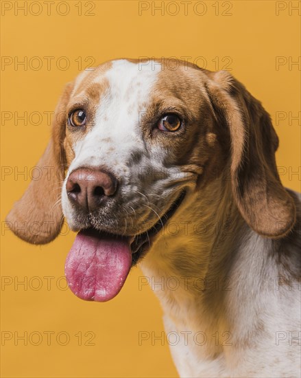 Lovely dog sticking out his tongue