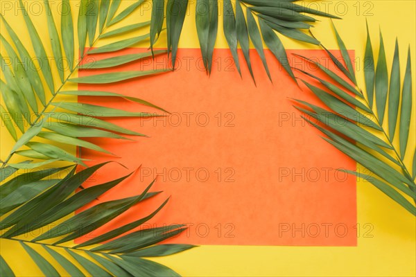 Plant leaves blank orange paper frame yellow background