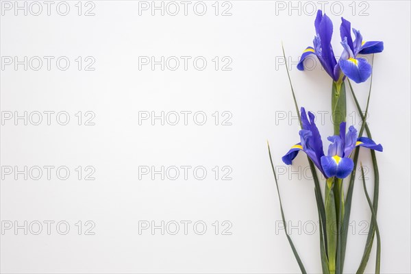 Purple iris flowers isolated white background