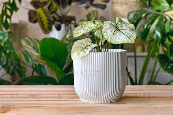 Small 'Caladium Bicolor Cranberry Star' houseplant with white leaves