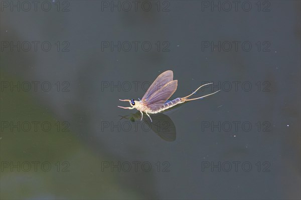 Mayfly