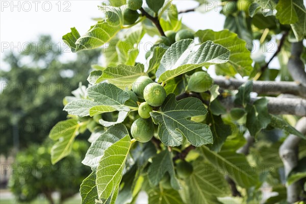 Ripe figs on a fig tree