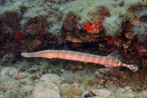 Atlantic cornetfish