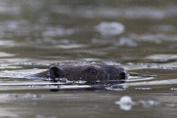 Beaver