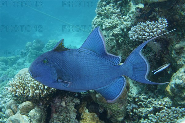 Blue triggerfish