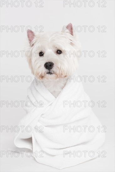 Cute small dog sitting towel