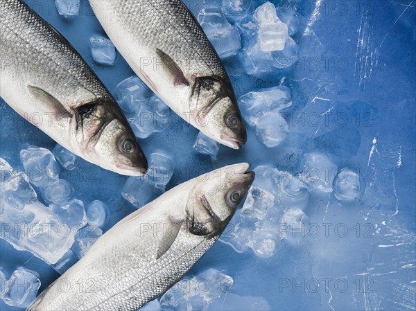 Top view fish ice cubes