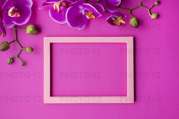 Orchid flowers with empty frame