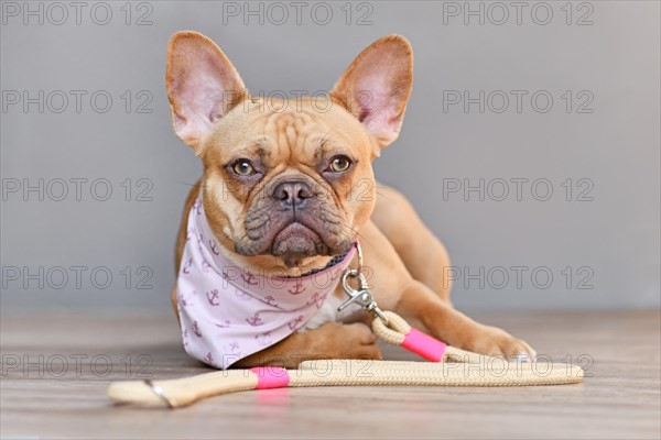 Cute red French Bulldog dog with homemade neckerchief collar and rope leash lying down