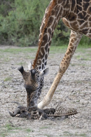 Masai giraffe