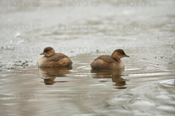 Little Grebe