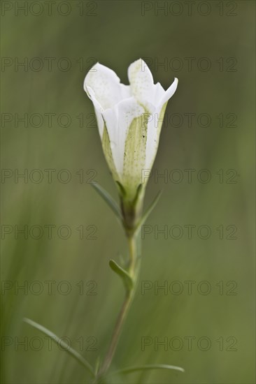 Marsh gentian