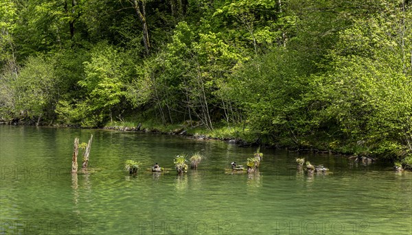 Platform made of wood for breeding ducks