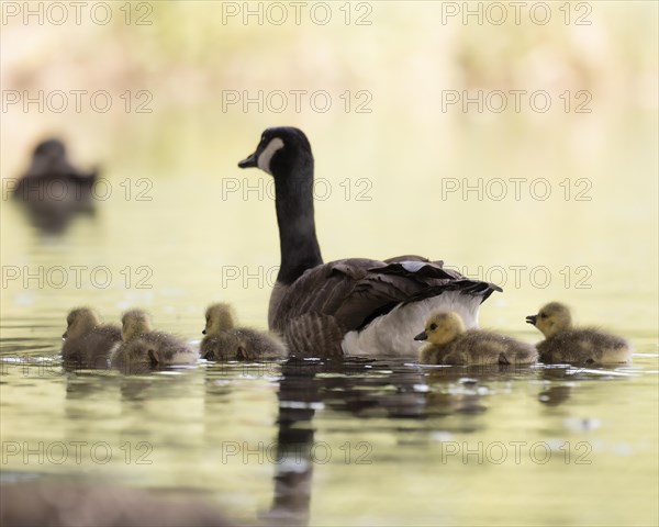 Canada Goose