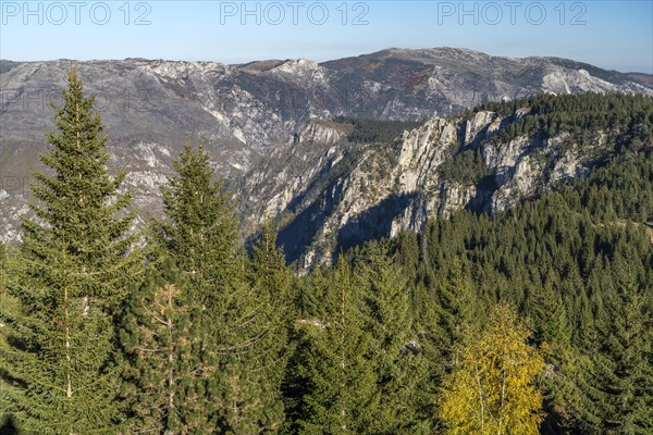 Forest in Durmitor National Park