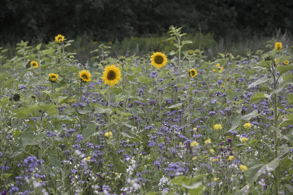 Flowering meadow with sunflowers