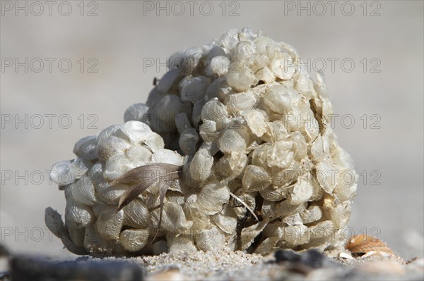 Spawn balls of the common whelk