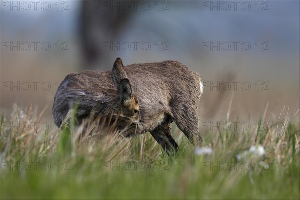 Roe deer