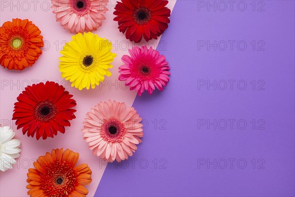 Gerbera flowers pink violet copy space background