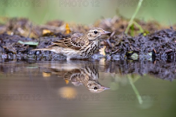 Tree Pipit