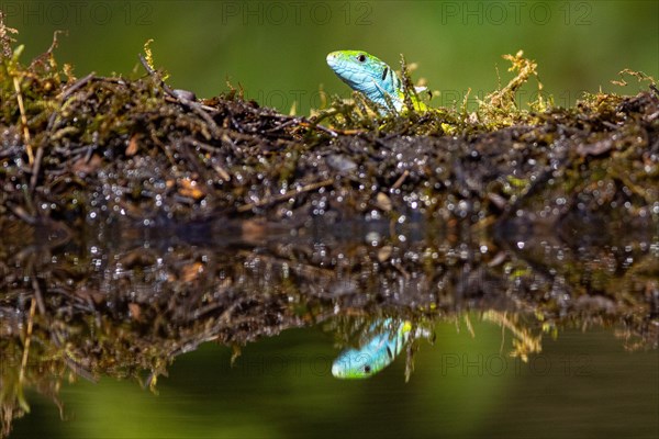 Green lizard