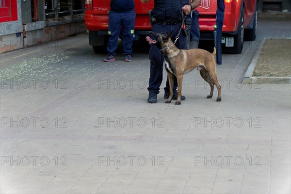 Training of a Belgian Shepherd Malinois dog for police work