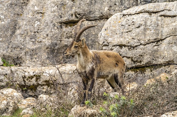 Spanish ibex
