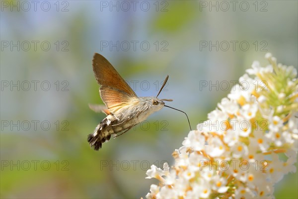 Hummingbird hawk-moth