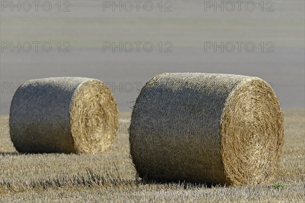 Grain field