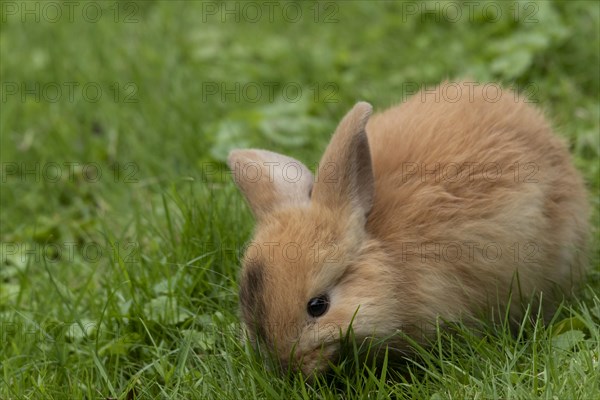 Dwarf rabbit