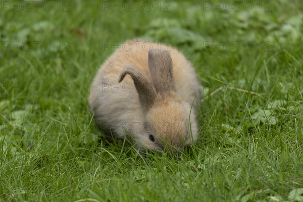 Dwarf rabbit