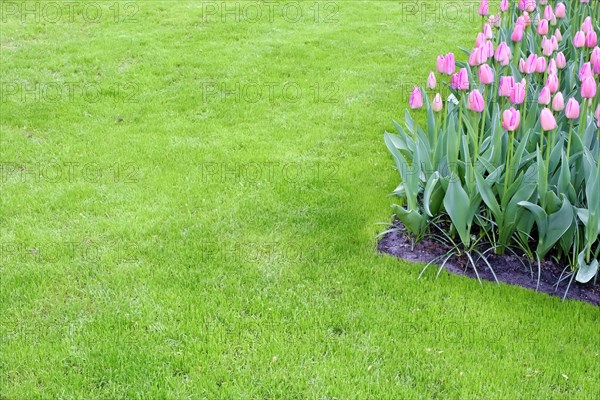 Pink tulips in a tulip field in a meadow