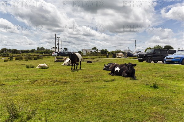 Cows in a meadow