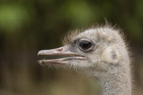 South African ostrich