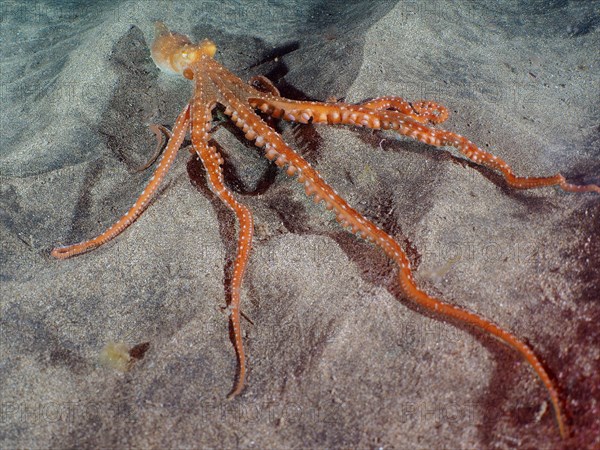 White spotted octopus