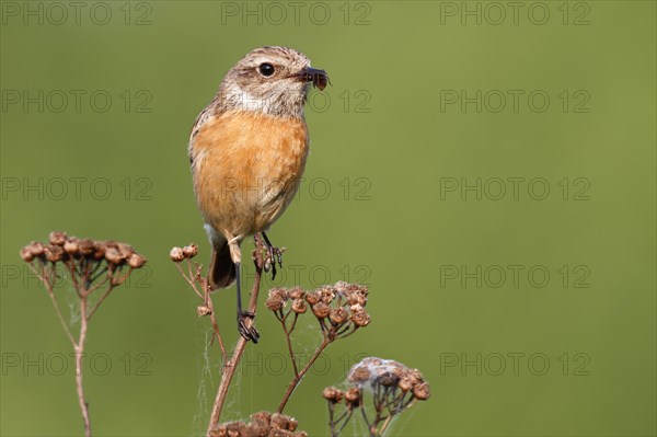 European stonechat