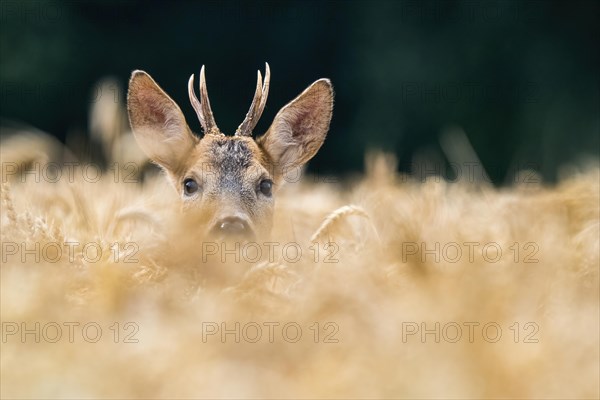 European roe deer